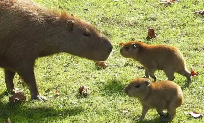 Cape May County zoo announces birth of baby capybaras — with more on the way