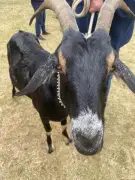 Paddy wins Dunwoody’s first goat pumpkin-eating contest