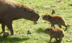 Cape May County zoo announces birth of baby capybaras — with more on the way